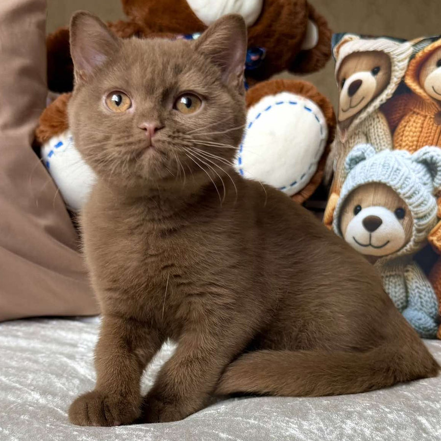 Miray British Shorthair female, cinnamon