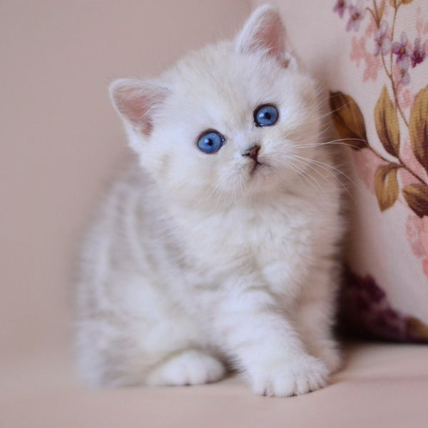 Karat British Shorthair male, blue silver tabby bicolour