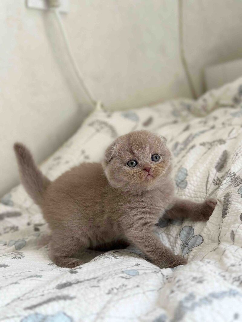 Nala Scottish Fold female, lilac