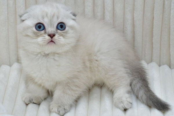 Jennifer Scottish Fold female blue tortie tabby pointed - live animals