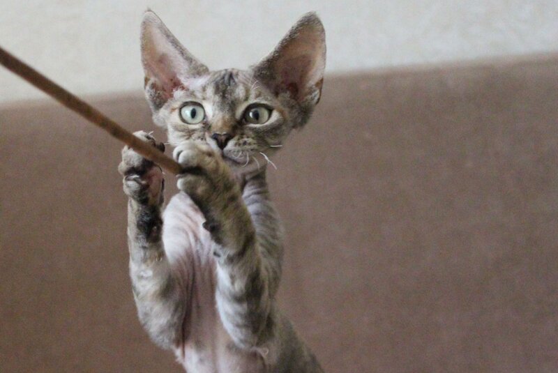 Sheril Devon Rex female, blue tortie tabby