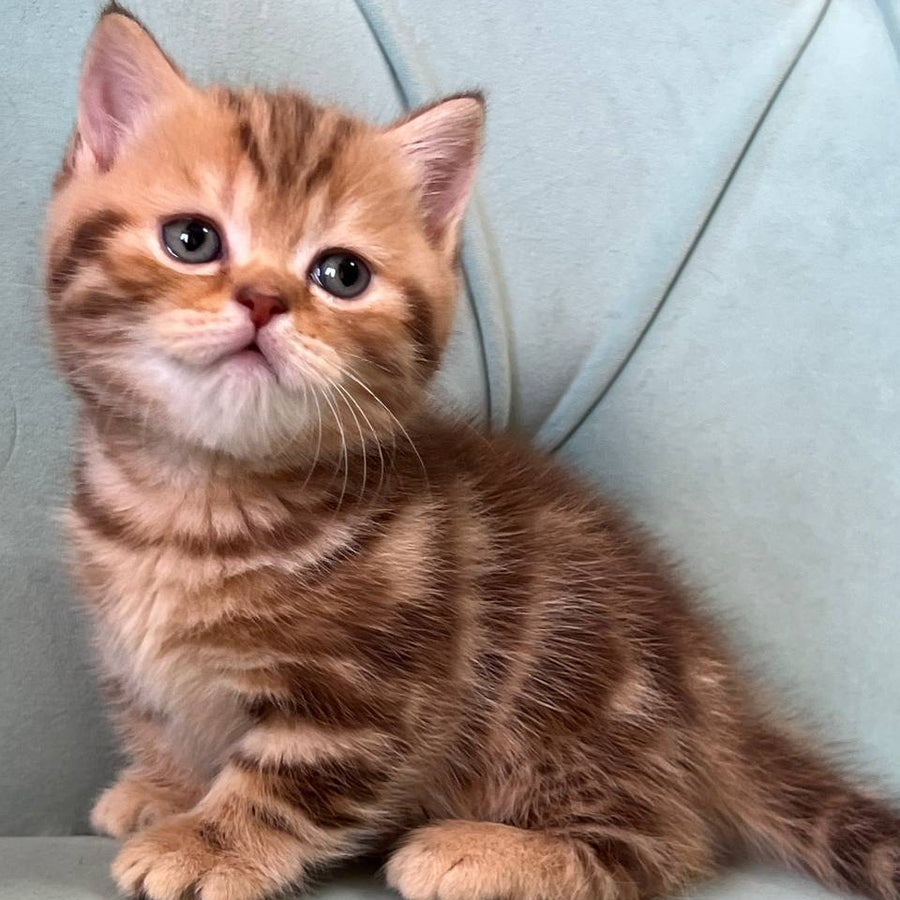Luntik Munchkin male, chocolate tabby