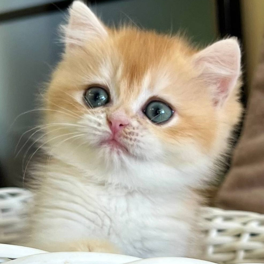 Zhorik British Shorthair male, black golden chinchilla