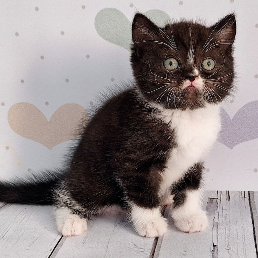Adam Scottish Straight male, black silver bicolour