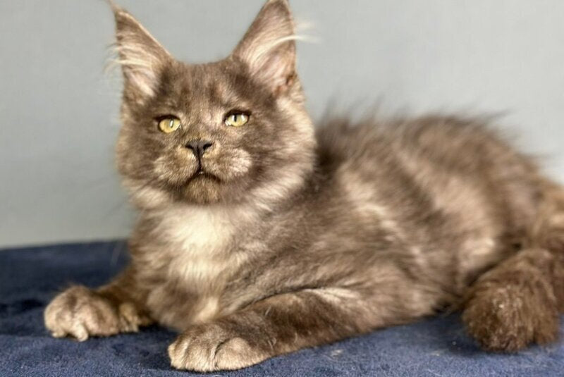 Gordon Maine Coon male black silver - live animals