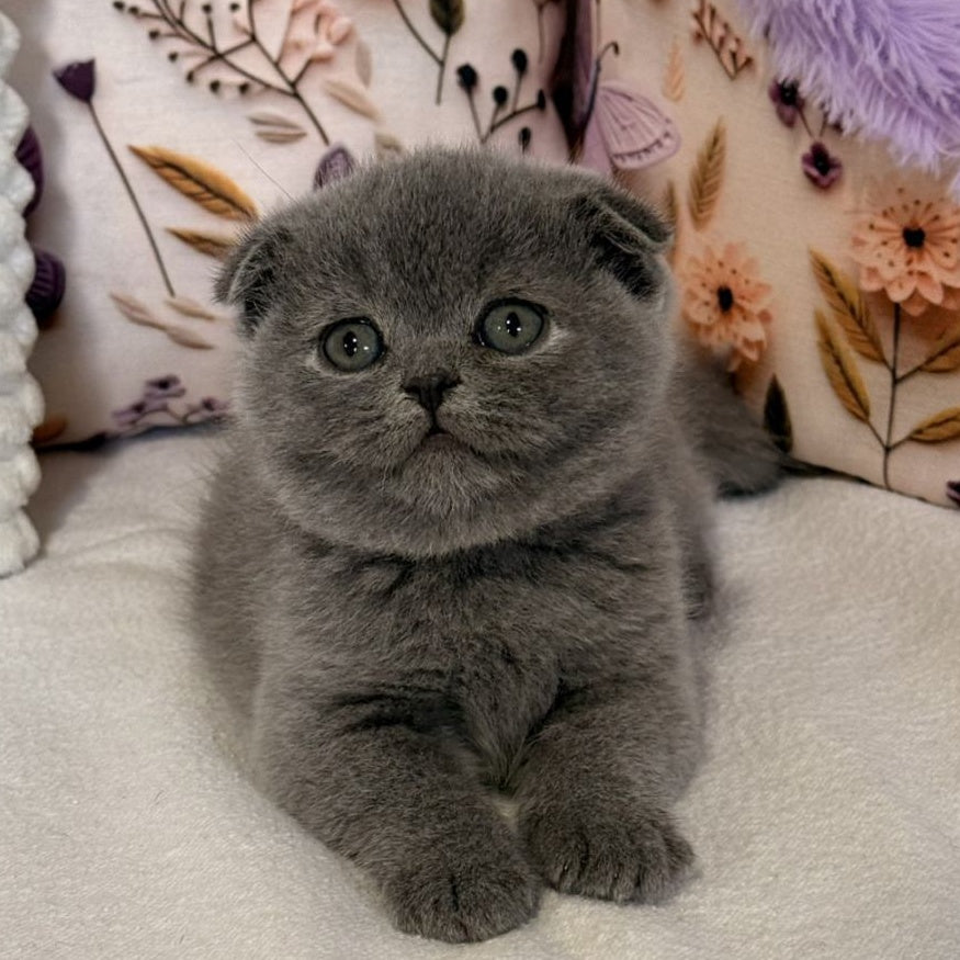 Polinochka Scottish Fold female, blue