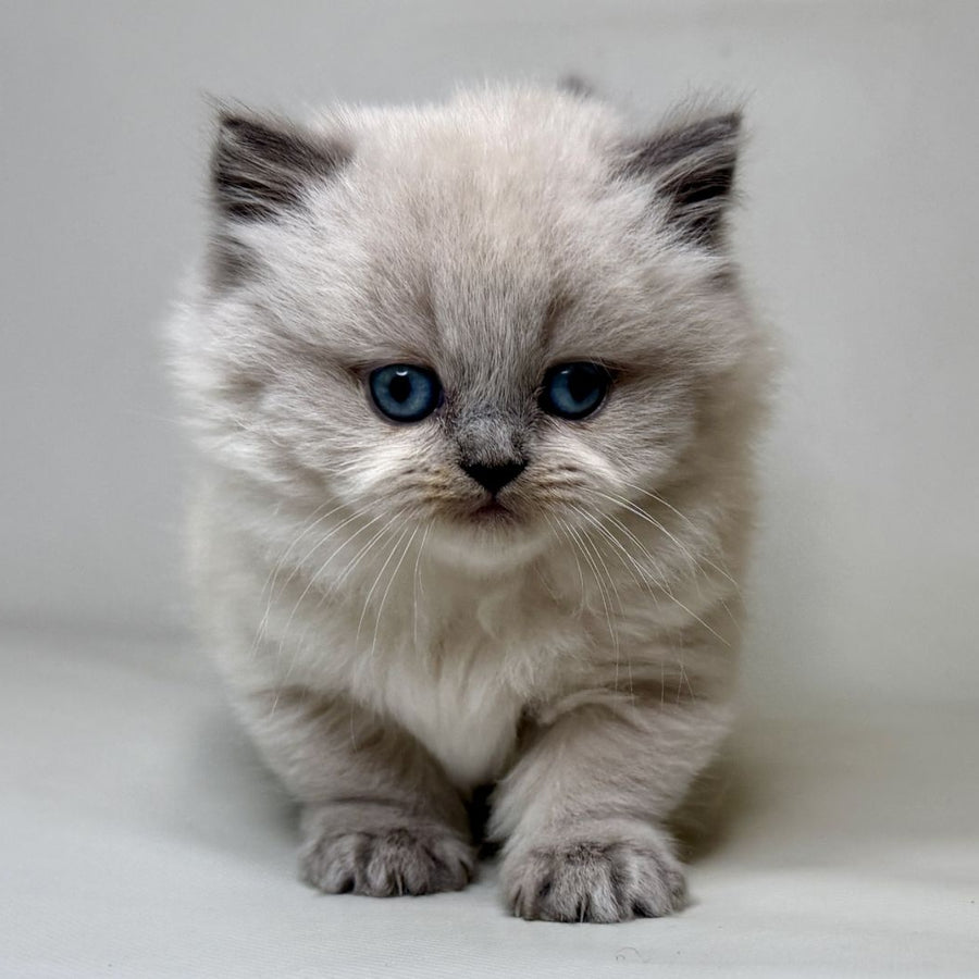 Savage Munchkin female, lilac shaded pointed