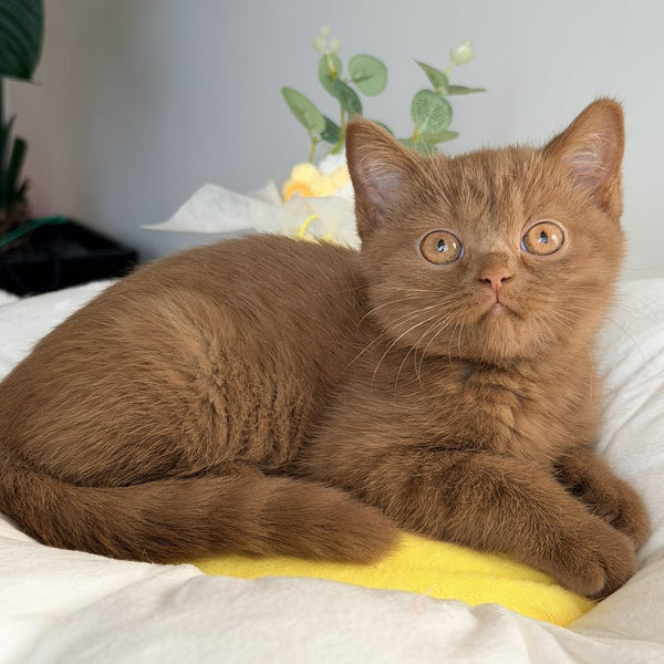 Sophie British Shorthair female, cinnamon
