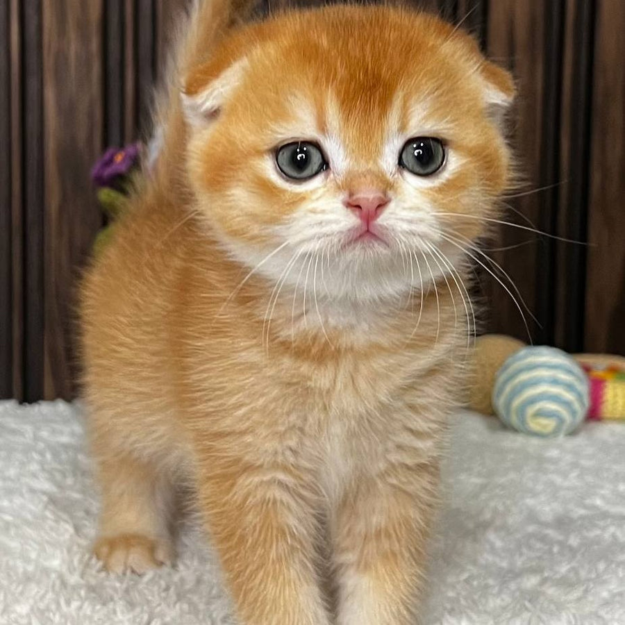 Nefertiti Scottish Fold female, black golden chinchilla