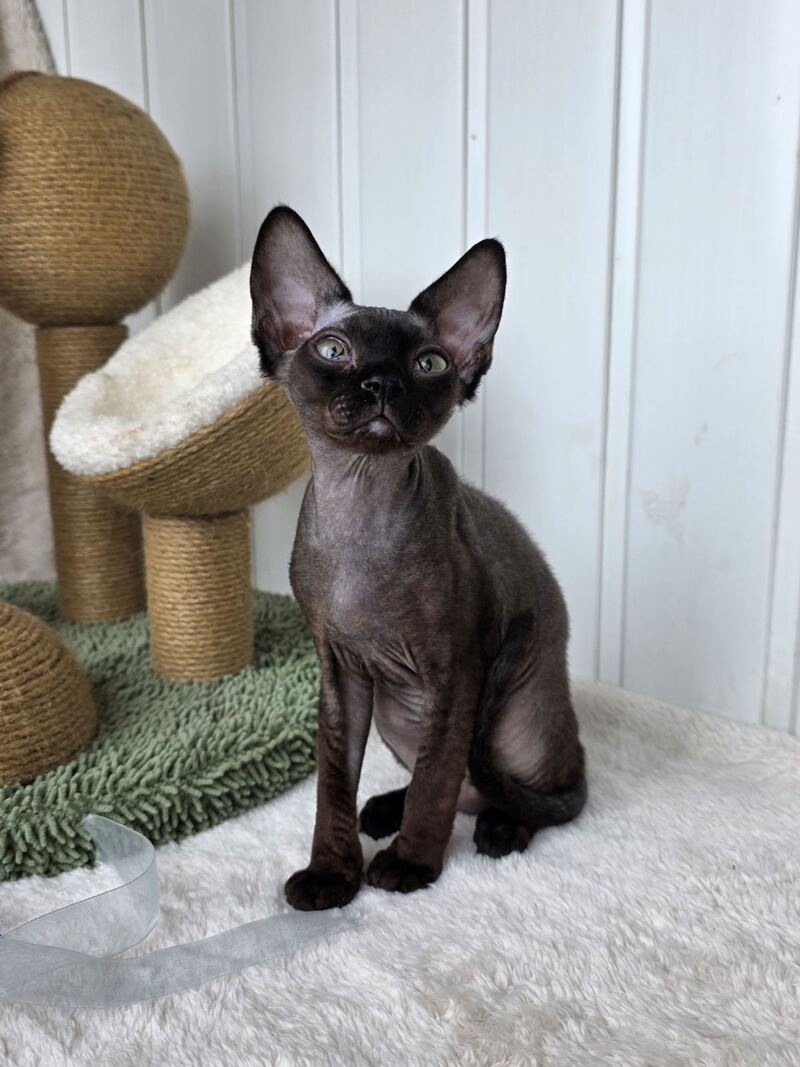 Carmensita Devon Rex female black - live animals