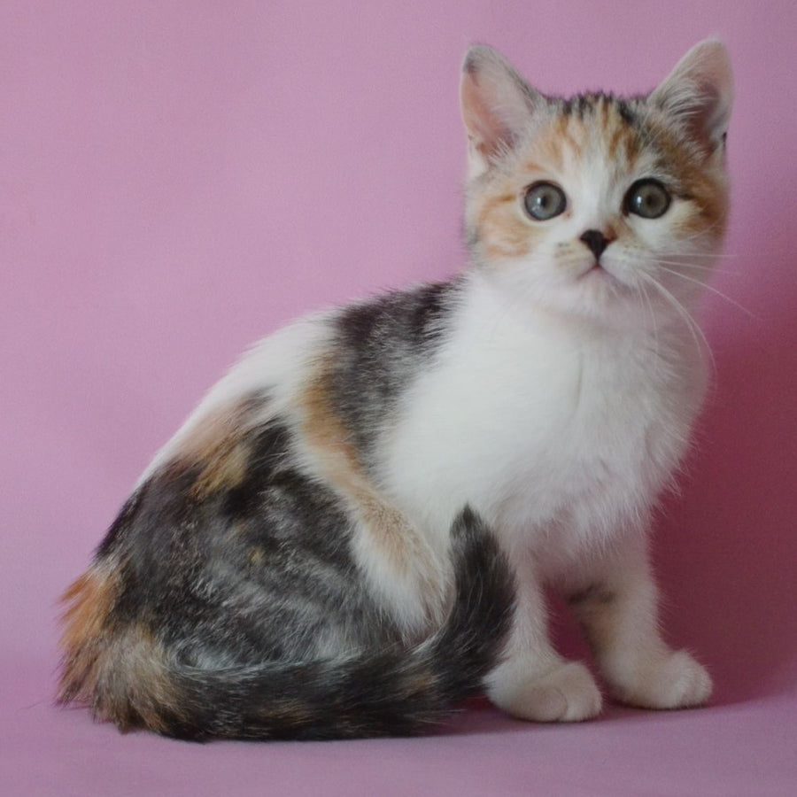 Sandi Scottish Straight female, black tortie silver tabby bicolour