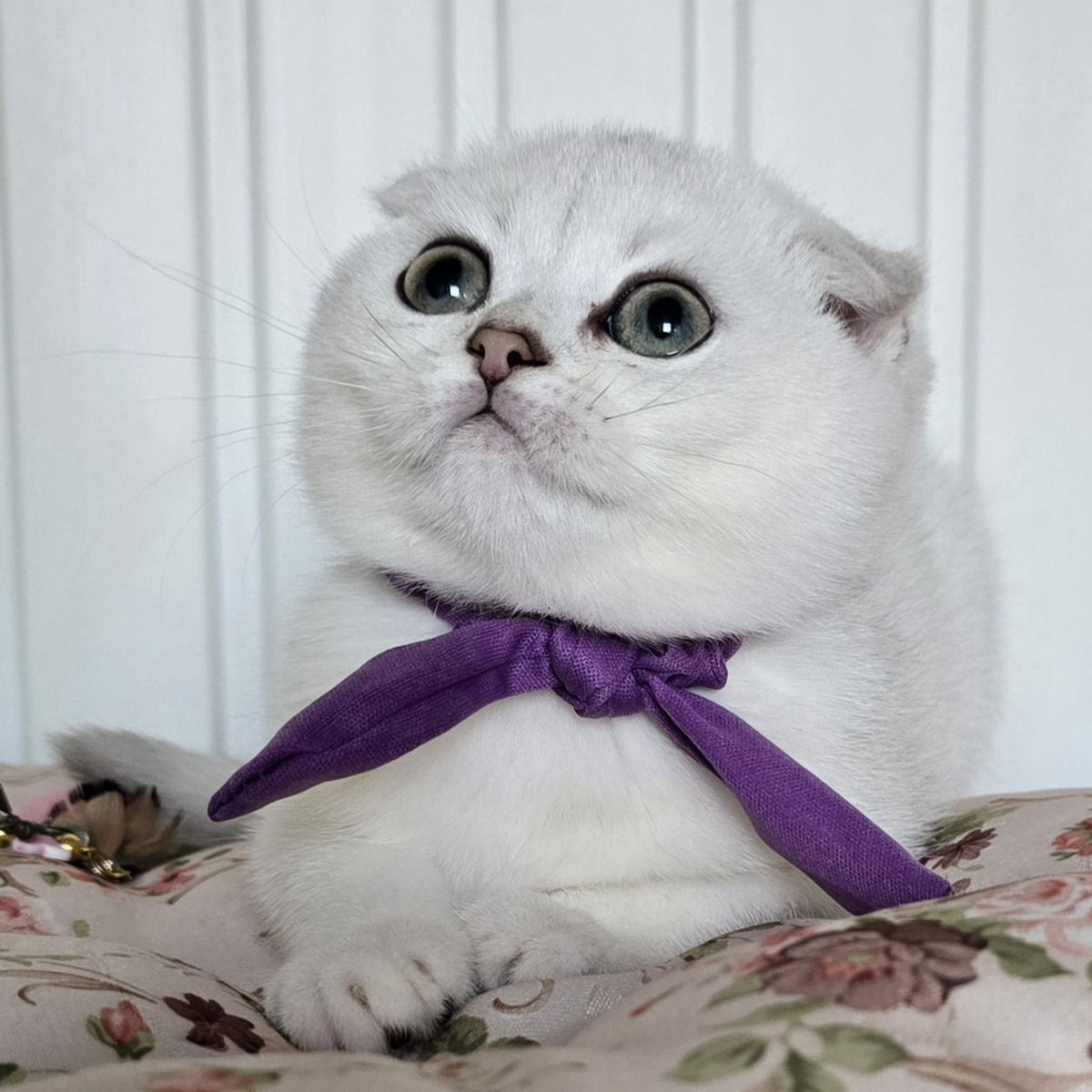 Yasya Scottish Fold female, black silver shaded
