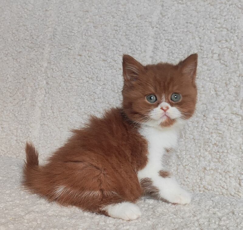 West British Shorthair male cinnamon bicolour - live animals