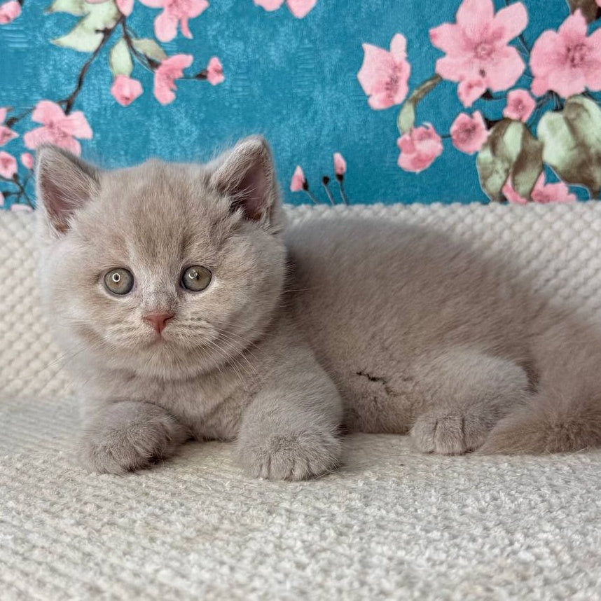 Gabby British Shorthair male, fawn