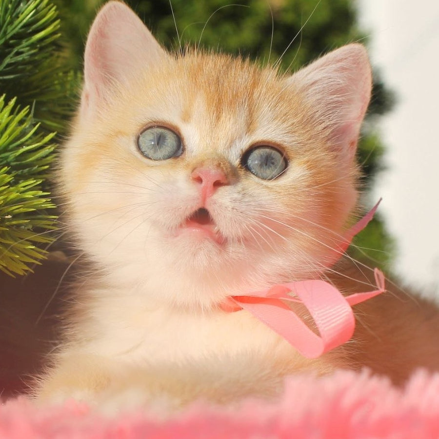 Hanna British Shorthair female, black golden chinchilla