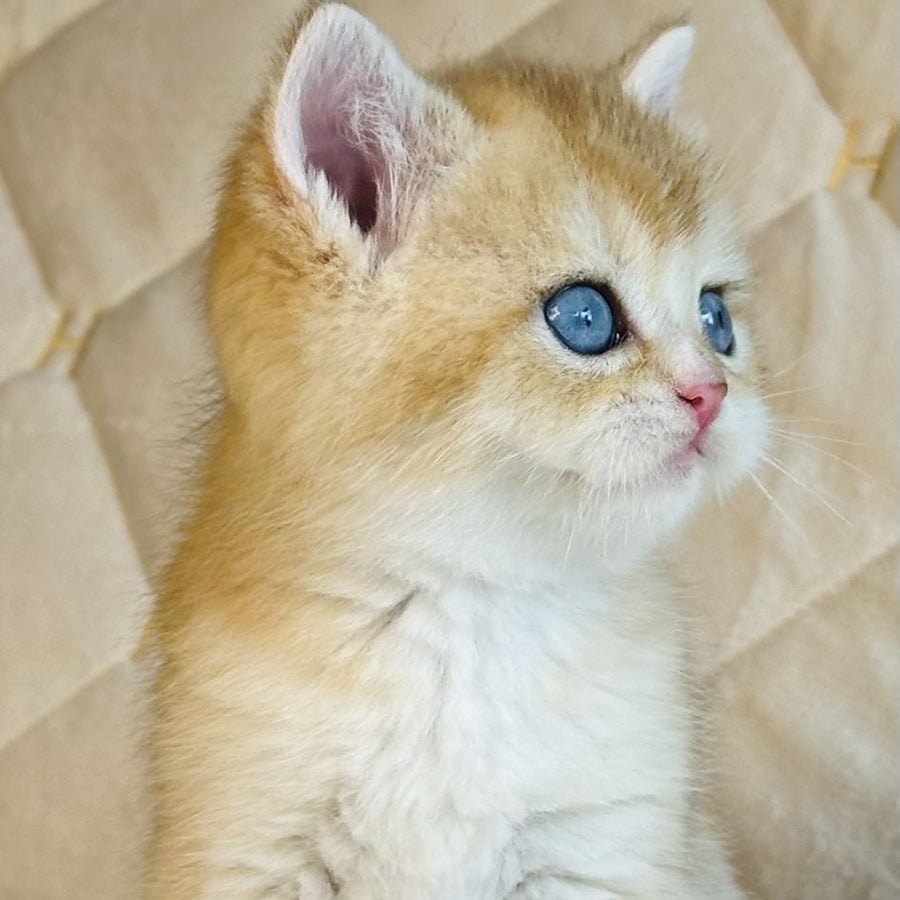 Finik British Shorthair male, black golden shaded with white