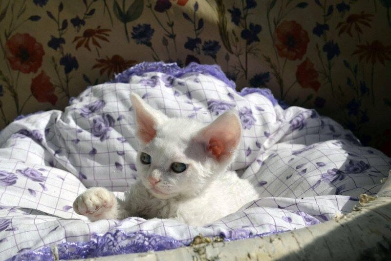 Charlie Devon Rex female, white