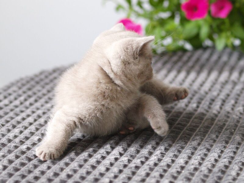 Olex British Shorthair male, lilac