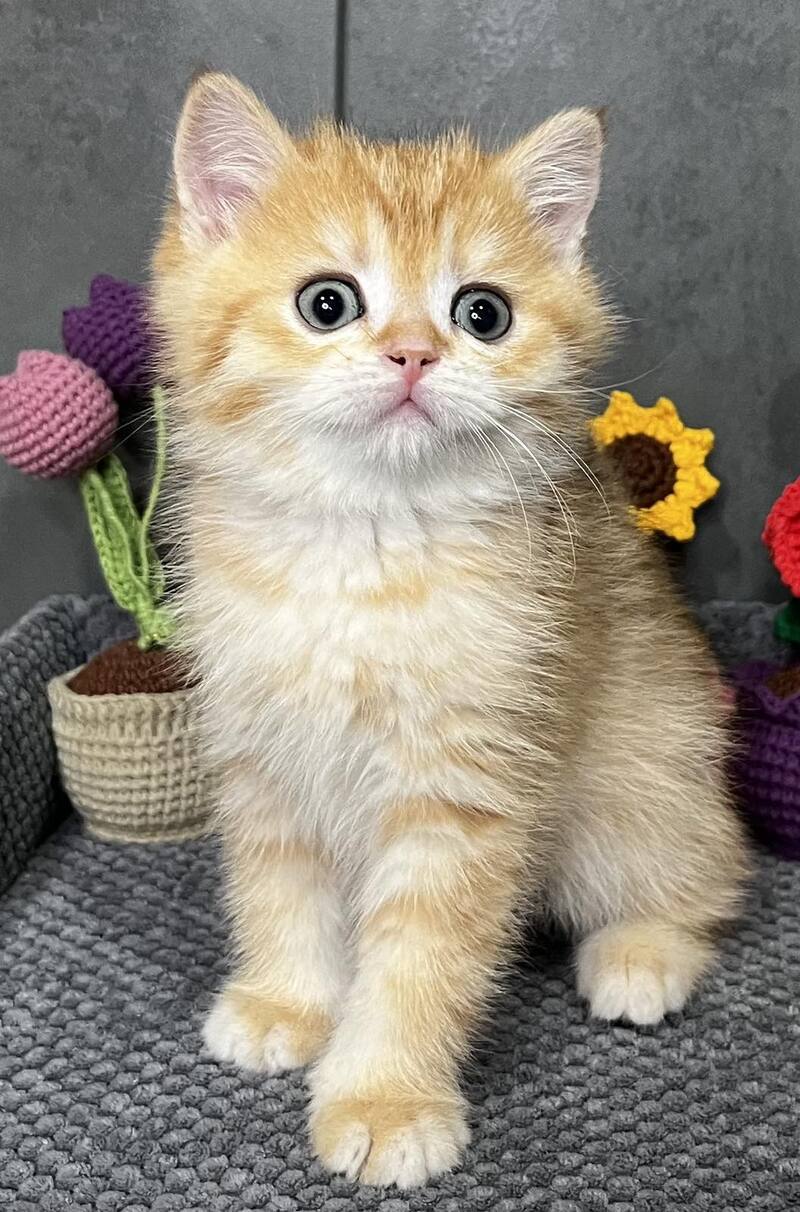 Jerry Scottish Straight male black golden spotted tabby live animals