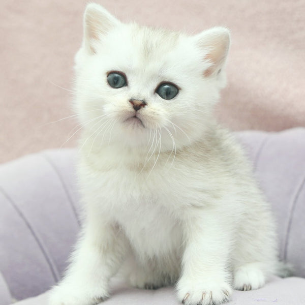 Jenny Scottish Straight female, black silver shaded