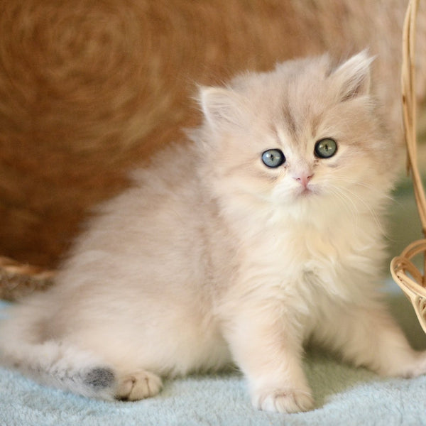 April British Longhair female, blue golden chinchilla