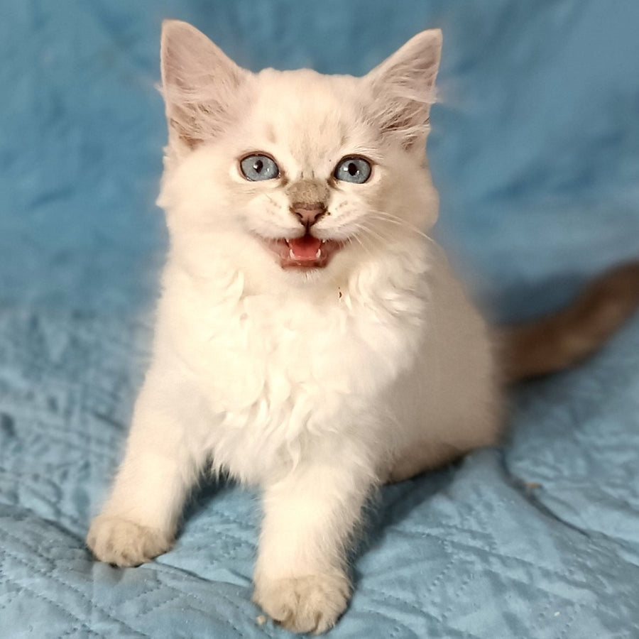 Dakota Siberian female, blue tabby pointed