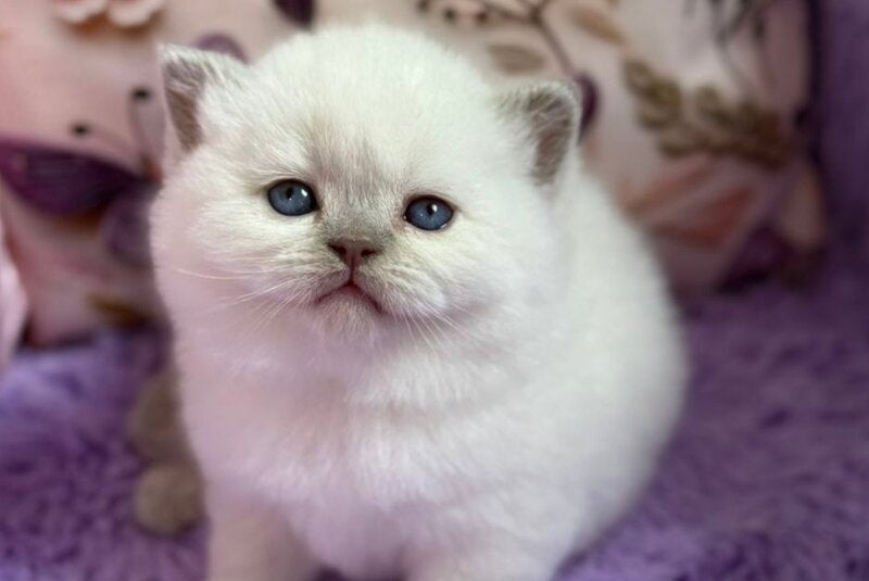 Beauty British Shorthair female fawn pointed - live animals