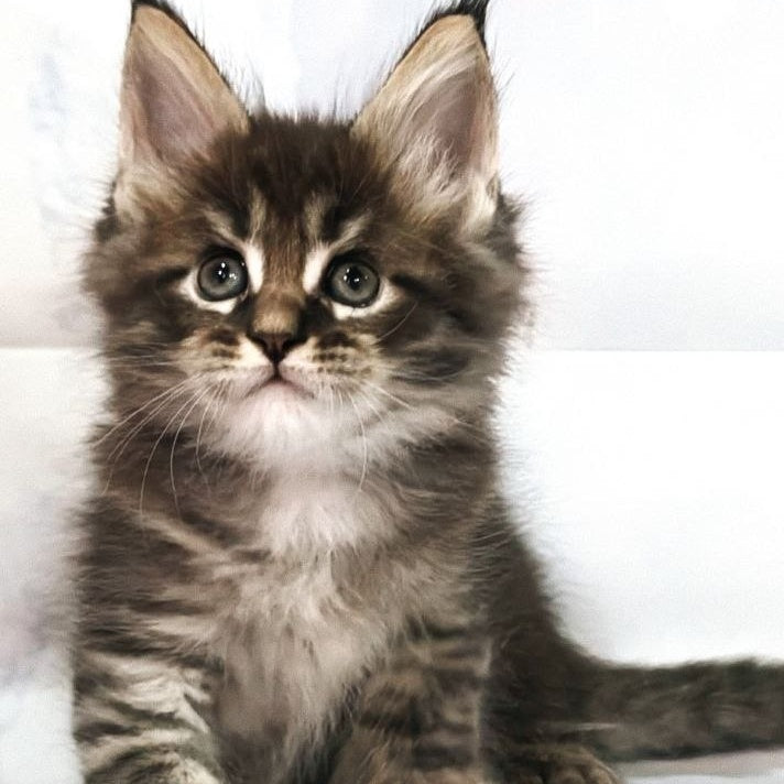 Teddy Maine Coon polydactyl 6x6x6x6 male, black tabby
