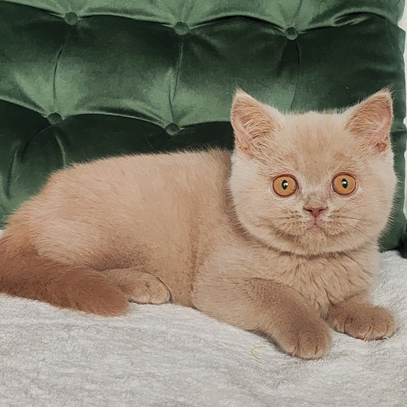Ukki British Shorthair male, fawn