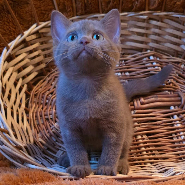 Bonny British Shorthair male, cinnamon