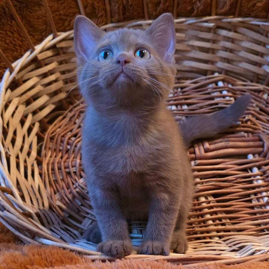 Bonny British Shorthair male, cinnamon