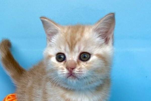 Wong-Pie British Shorthair male red silver tabby - live animals