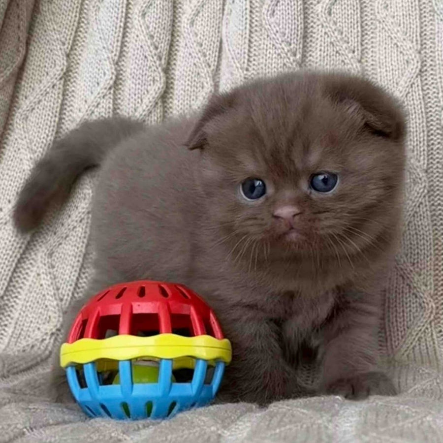 William Scottish Fold male, cinnamon