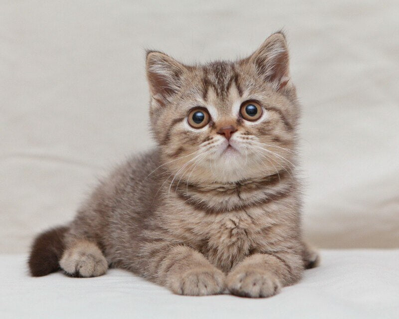 Nalim British Shorthair male, chocolate spotted tabby