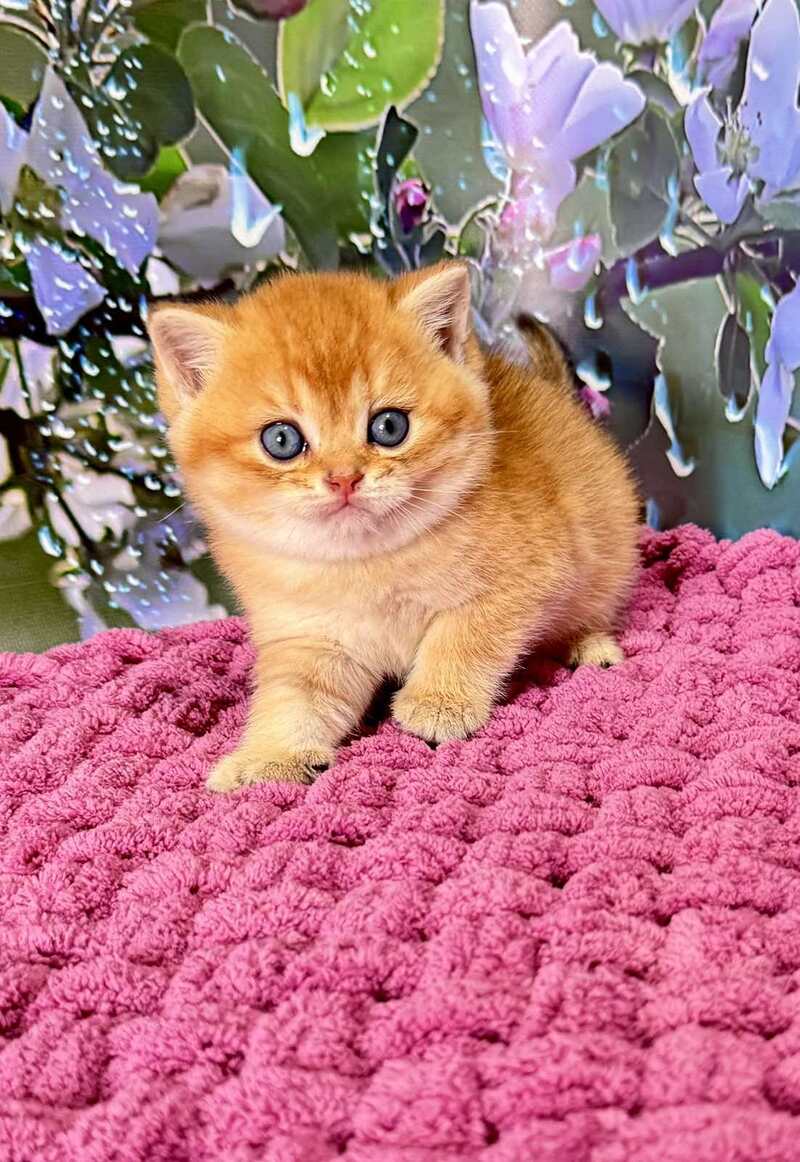 Feniks Scottish Straight male black golden shaded - live animals