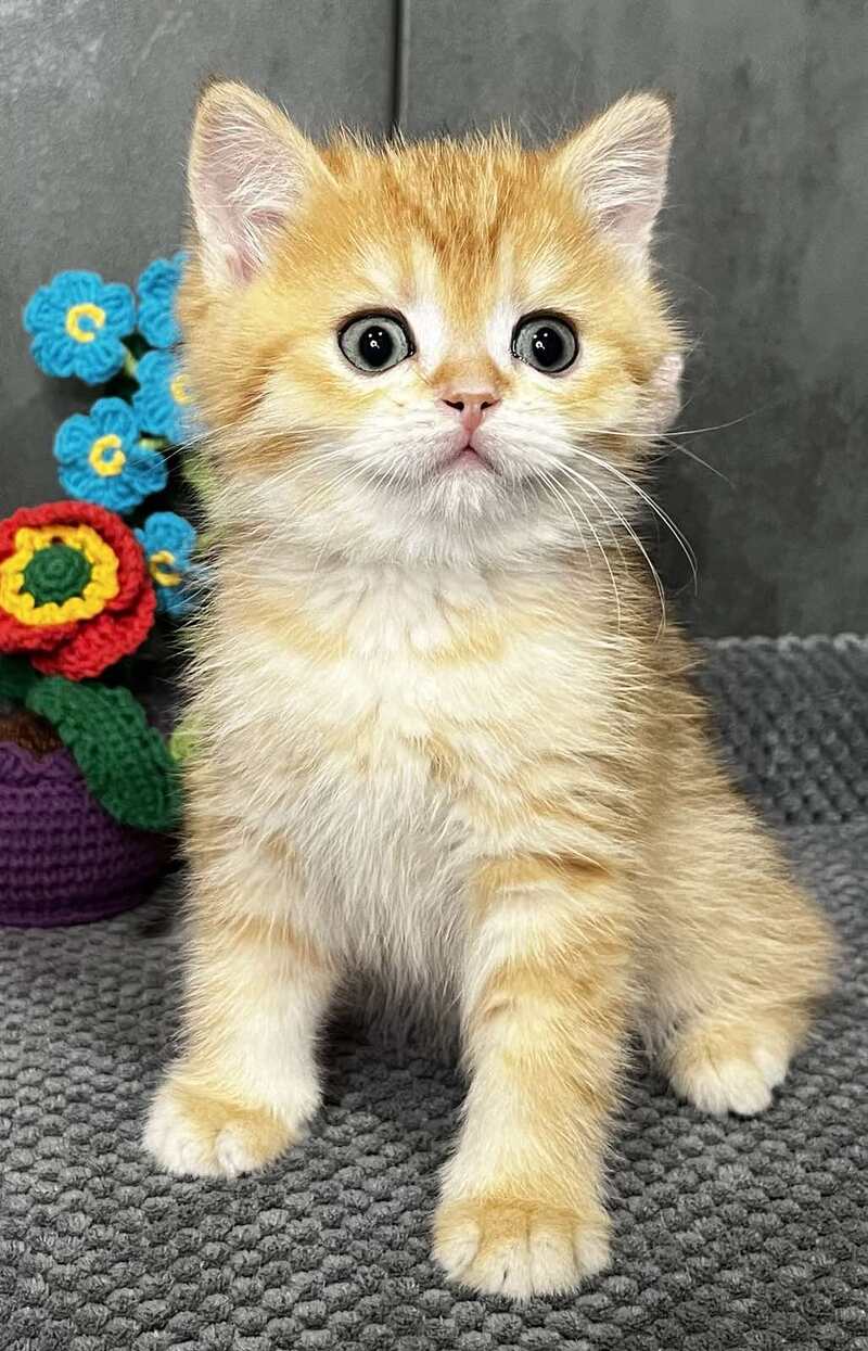 Jerry Scottish Straight male black golden spotted tabby live animals