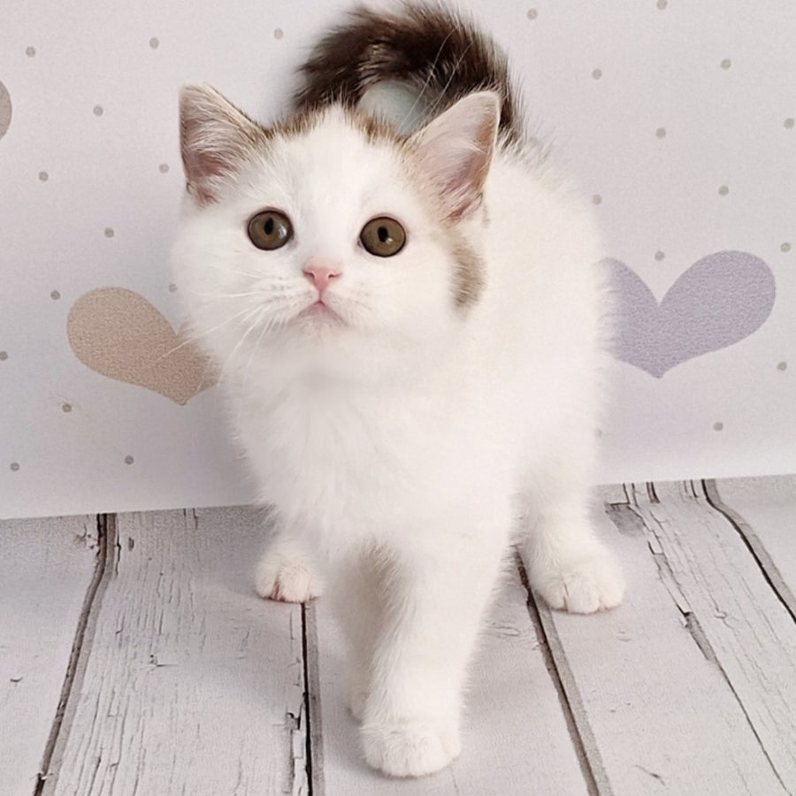 Blondy Scottish Straight male, chocolate silver tabby harlequin