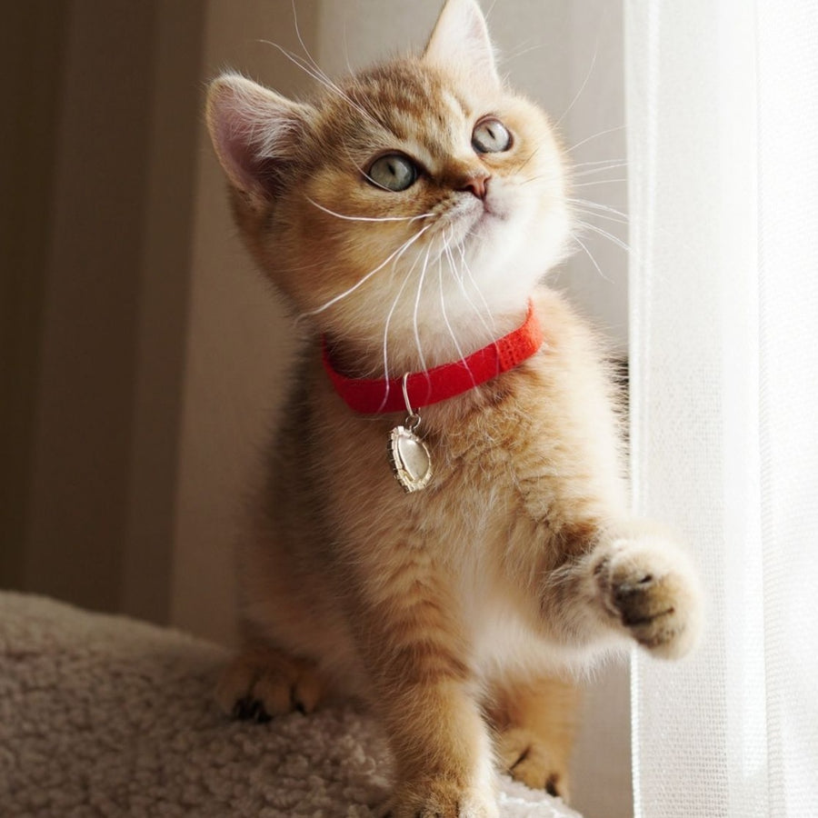 Valentine British Shorthair male, chocolate golden ticked tabby