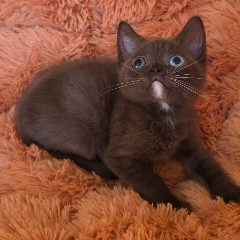 Dayzy British Shorthair male, chocolate with white