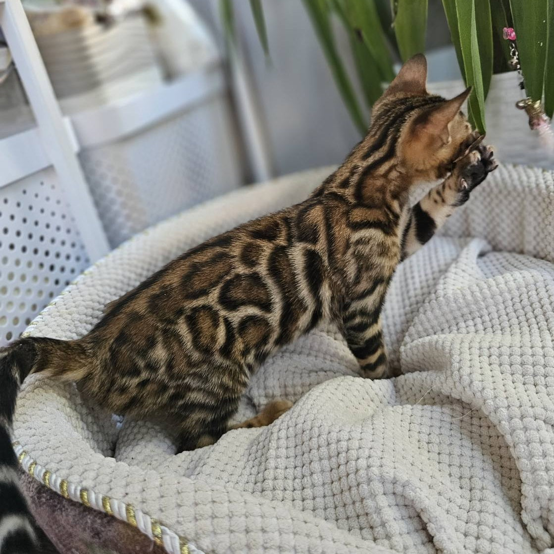 Indigo Bengal male, black spotted tabby