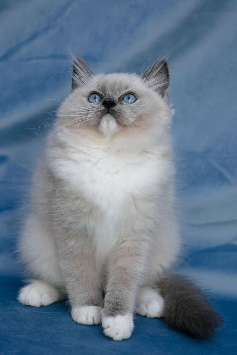 Nox Ragdoll male, blue mitted