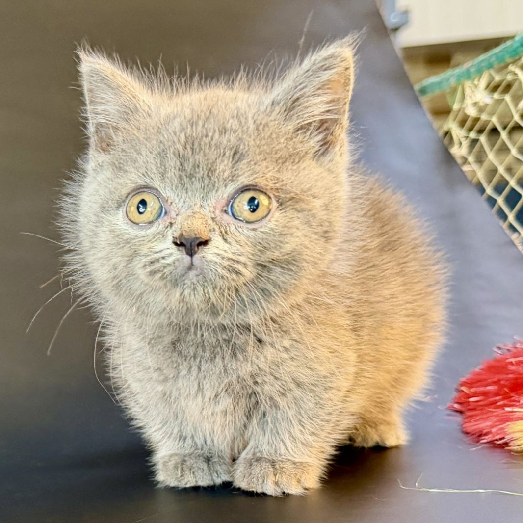 Alfie Munchkin male, blue