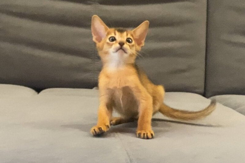Donna Abyssinian female, blue