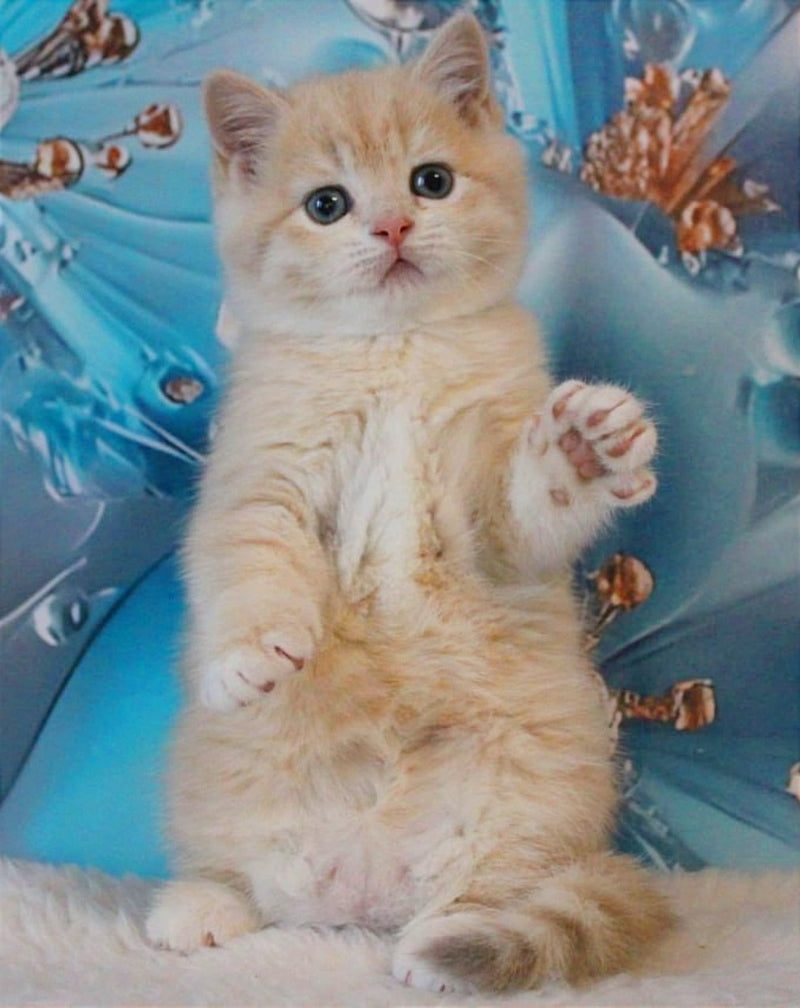 Gucci British Shorthair male, lilac golden shaded