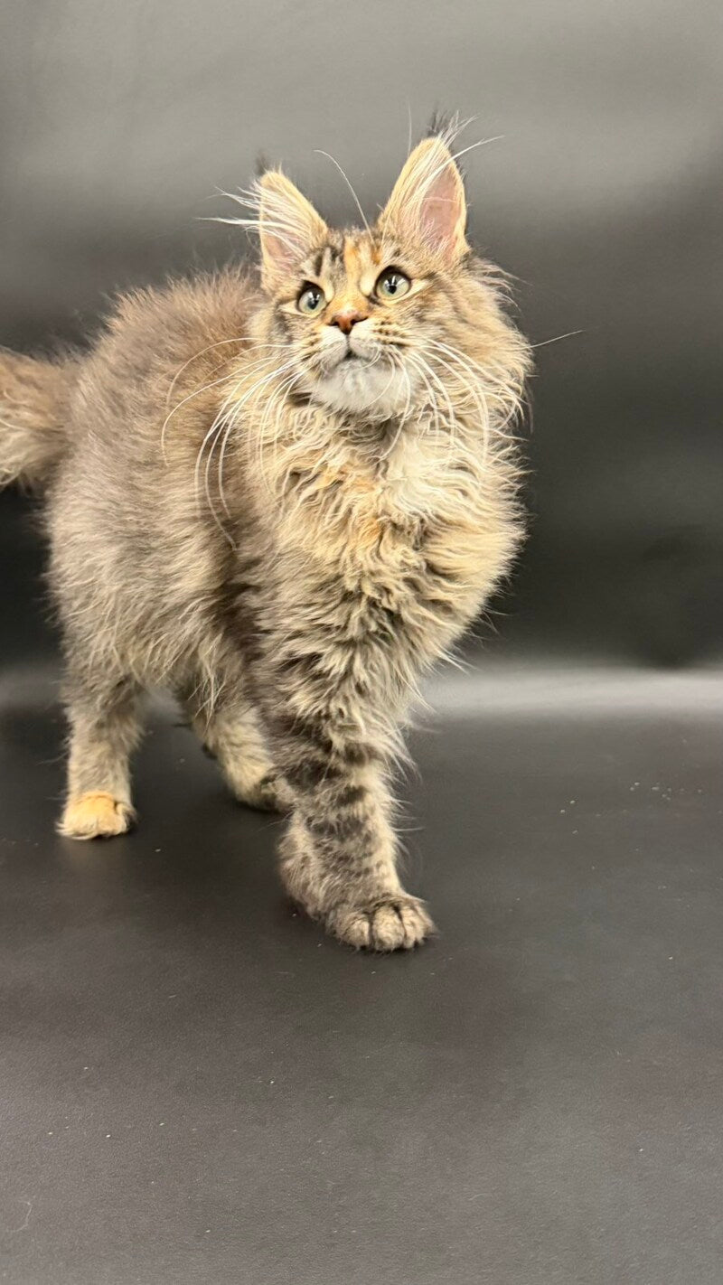Werra Maine Coon female black tortie spotted tabby - live animals