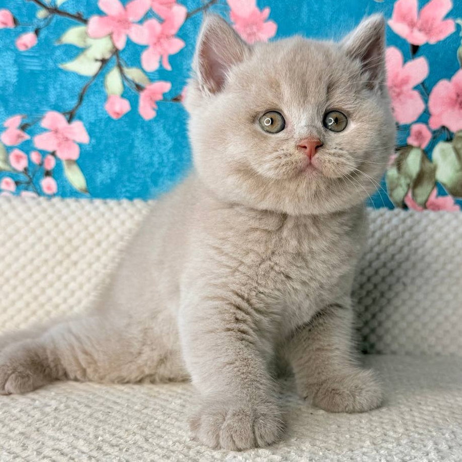 Gabby British Shorthair male, fawn