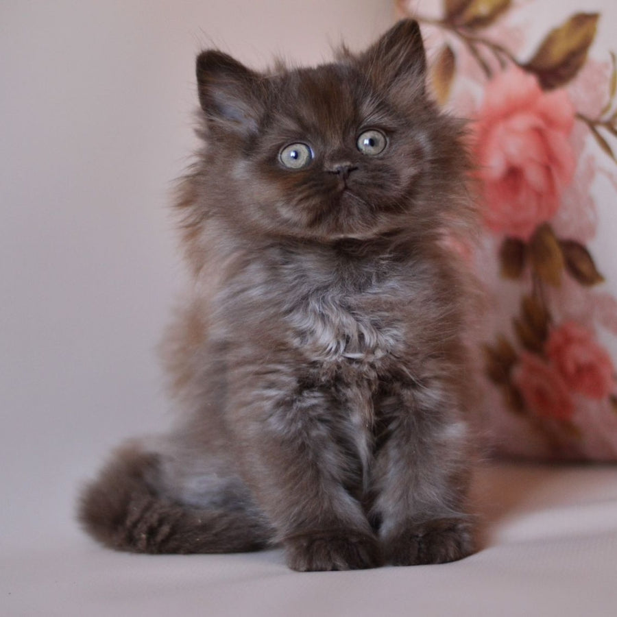 Maybach British Longhair male, chocolate