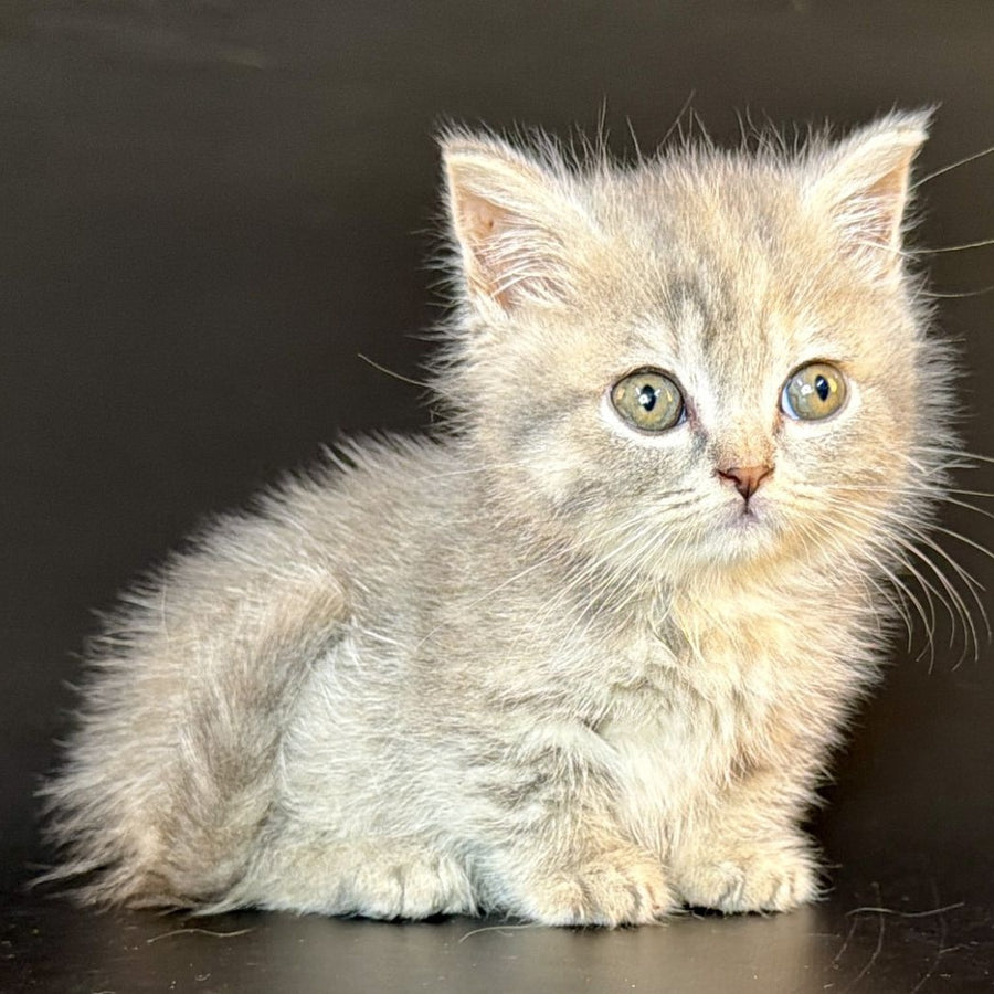 Arrow Munchkin female, blue tortie tabby