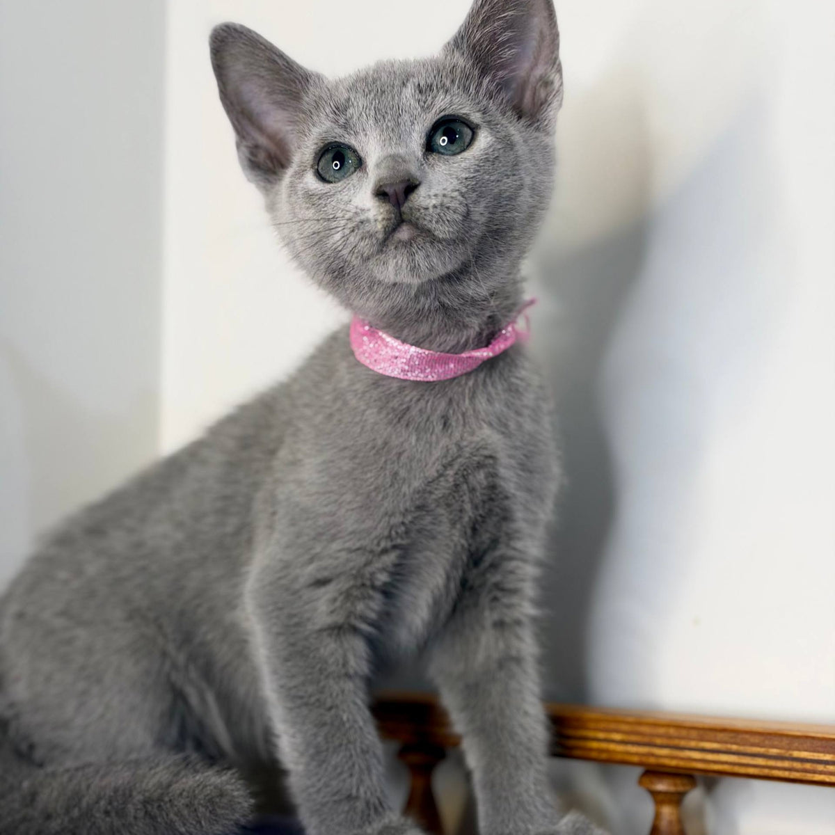 Nargiz Russian Blue female, blue