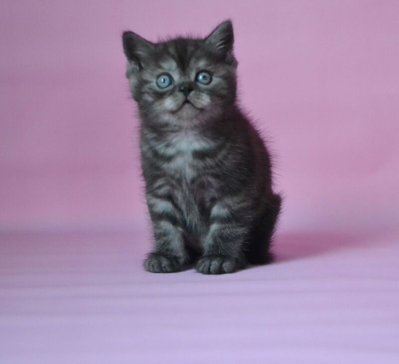 Marvel Scottish Straight male, black silver